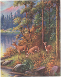 35 three deer by water